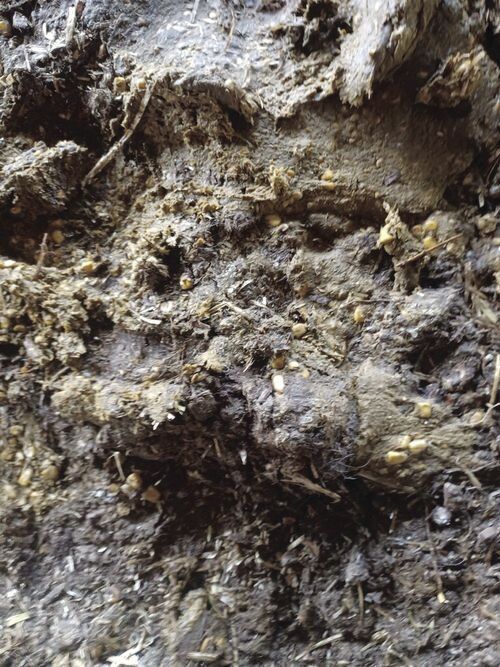 Cattle whole shelled corn